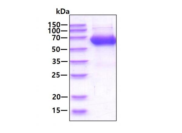 3 µg by SDS-PAGE under reducing condition and visualized by coomassie blue stain